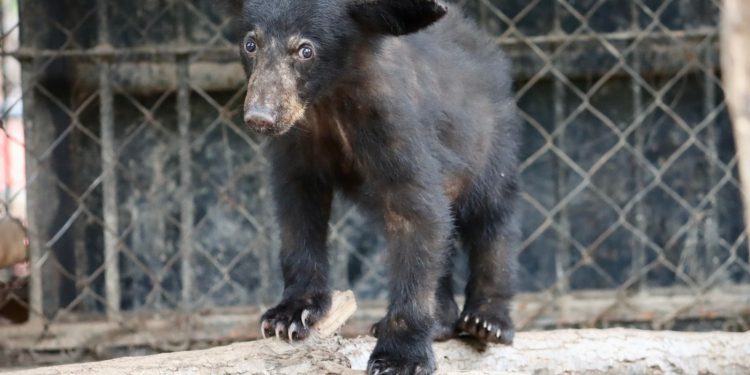 Atiende Comisión de Parques reportes de avistamientos de fauna silvestre