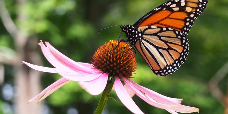 Es Tamaulipas, clave para conservación de ecosistemas y mariposa monarca: Especialistas
