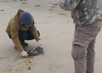 Rescata Comisión de Parques 40 tortugas verdes en playas