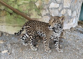 Llegan cachorros de jaguar al Parque Ecológico Biósfera El Cielo