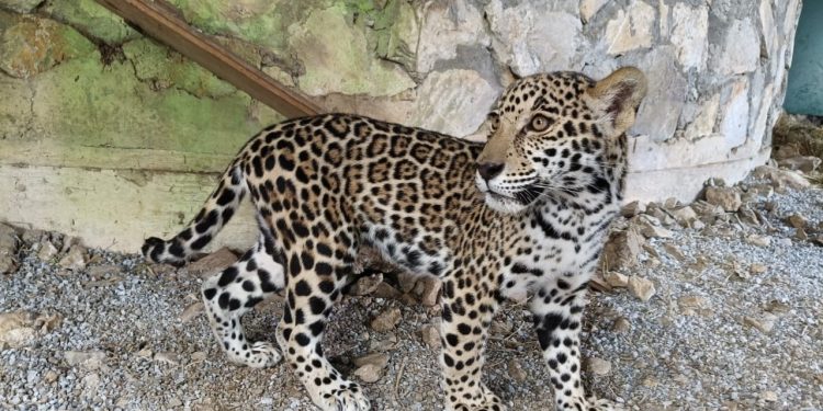 Llegan cachorros de jaguar al Parque Ecológico Biósfera El Cielo