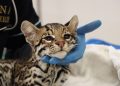 Libera Comisión de Parques a cocodrilo, mientras que ocelote permanece en el zoológico de Tamatán