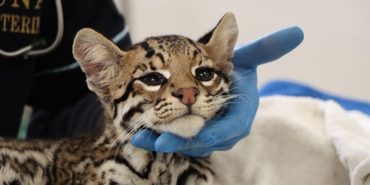 Libera Comisión de Parques a cocodrilo, mientras que ocelote permanece en el zoológico de Tamatán