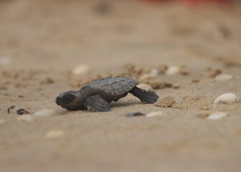 Exhorta SEDUMA a cuidar la tortuga lora durante vacaciones