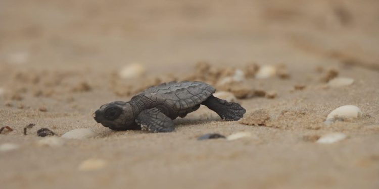 Exhorta SEDUMA a cuidar la tortuga lora durante vacaciones