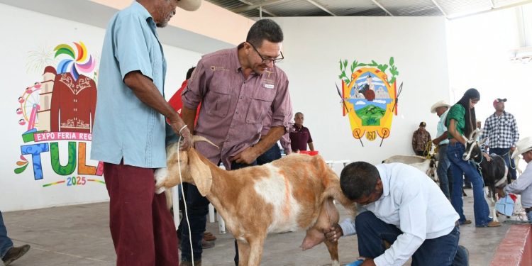 Fortalecen el sector caprino en Tula con muestra regional
