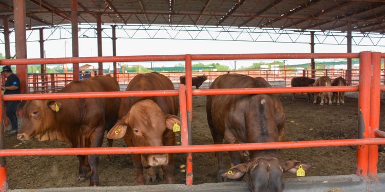 Impulsa Tamaulipas sector ganadero con Programa de Mejoramiento Genético