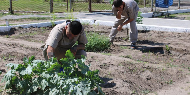 Imparten en CEDES Matamoros cursos de huertos urbanos e inglés