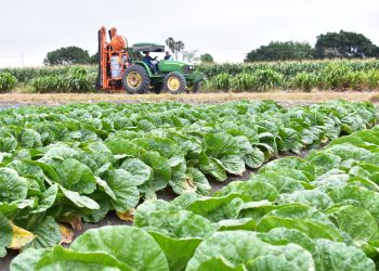 Tamaulipas, líder nacional en crecimiento de actividades primarias durante el primer trimestre de 2025