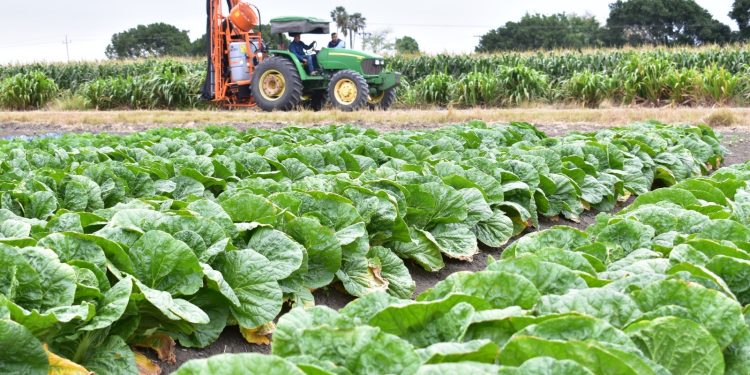 Tamaulipas, líder nacional en crecimiento de actividades primarias durante el primer trimestre de 2025