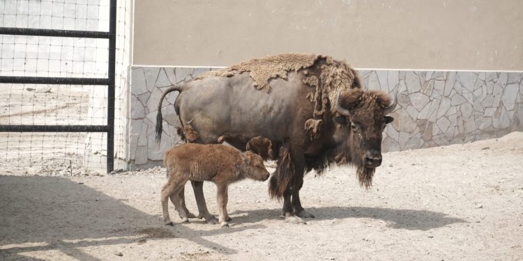 Nace cría de bisonte americano en el zoológico de Nuevo Laredo