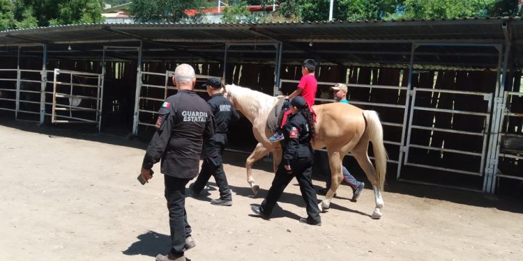 Apoya Agrupamiento Montado de la Guardia Estatal con equinoterapia a personas con discapacidad