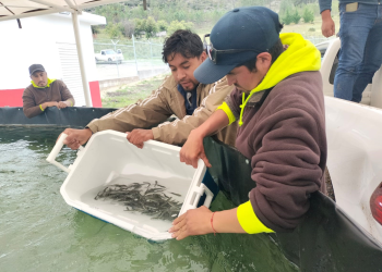 Arranca siembra de trucha pinta en Miquihuana