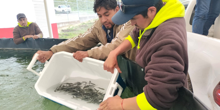 Arranca siembra de trucha pinta en Miquihuana