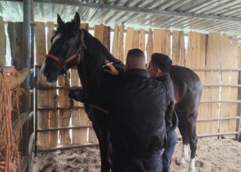 *Implementa Guardia Estatal campaña permanente contra gusano barrenador en animales policiales*