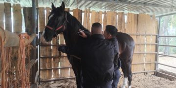 *Implementa Guardia Estatal campaña permanente contra gusano barrenador en animales policiales*