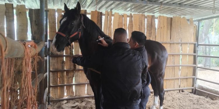 *Implementa Guardia Estatal campaña permanente contra gusano barrenador en animales policiales*