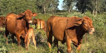 Refuerza Tamaulipas blindaje sanitario para proteger al sector ganadero