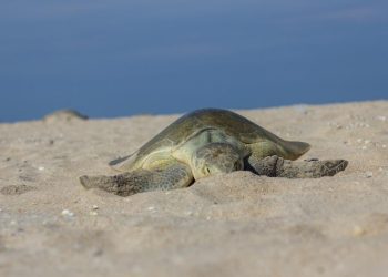 Milagro en la costa: Registran primera anidación de tortuga lora en Tamaulipas