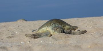 Milagro en la costa: Registran primera anidación de tortuga lora en Tamaulipas