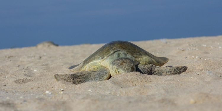 Milagro en la costa: Registran primera anidación de tortuga lora en Tamaulipas
