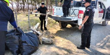 Unidos por el medio ambiente: Guardia Estatal y Marina limpian Playa La Pesca