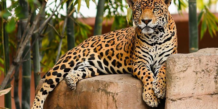 Tamatán se renueva: El zoológico favorito de Victoria listo para las vacaciones