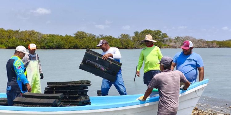Impulso Acuícola: Refuerzan acciones para el crecimiento sostenible del ostión en Aldama