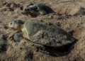 Éxito Ambiental: Suman más de 16 mil huevos de tortuga lora protegidos en Tamaulipas