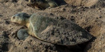 Éxito Ambiental: Suman más de 16 mil huevos de tortuga lora protegidos en Tamaulipas