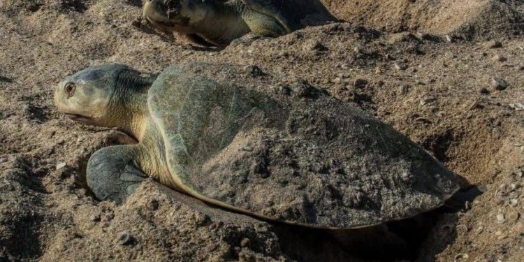 Éxito Ambiental: Suman más de 16 mil huevos de tortuga lora protegidos en Tamaulipas