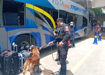 «Central Segura»: Guardia Estatal despliega binomios caninos en terminal de Ciudad Victoria