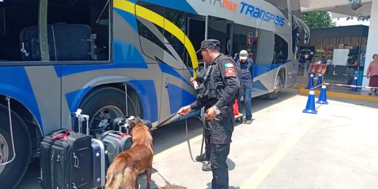 «Central Segura»: Guardia Estatal despliega binomios caninos en terminal de Ciudad Victoria