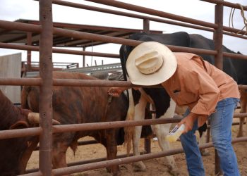 Apoyo al campo: Nuevo Laredo lanza subsidio del 75% para suplemento mineral ganadero