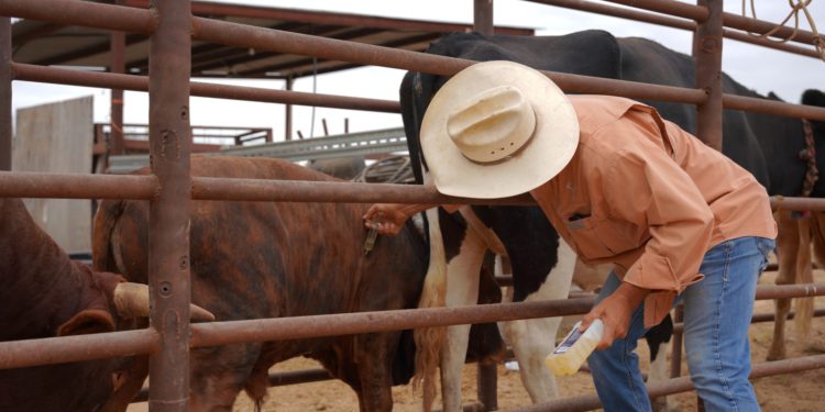 Apoyo al campo: Nuevo Laredo lanza subsidio del 75% para suplemento mineral ganadero