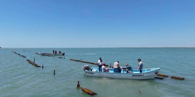 Dan seguimiento técnico al crecimiento de la actividad ostrícola en la Laguna Madre